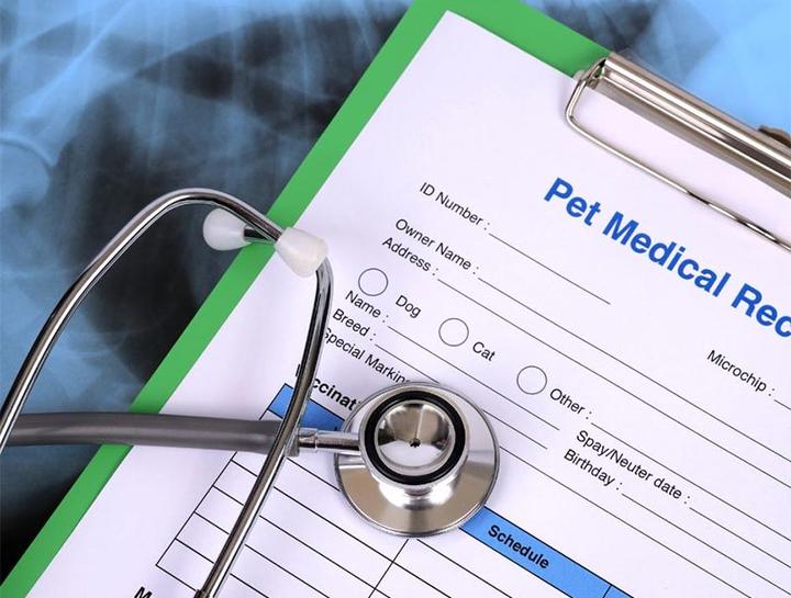 Pet Portal Mountainstone Veterinary Hospital