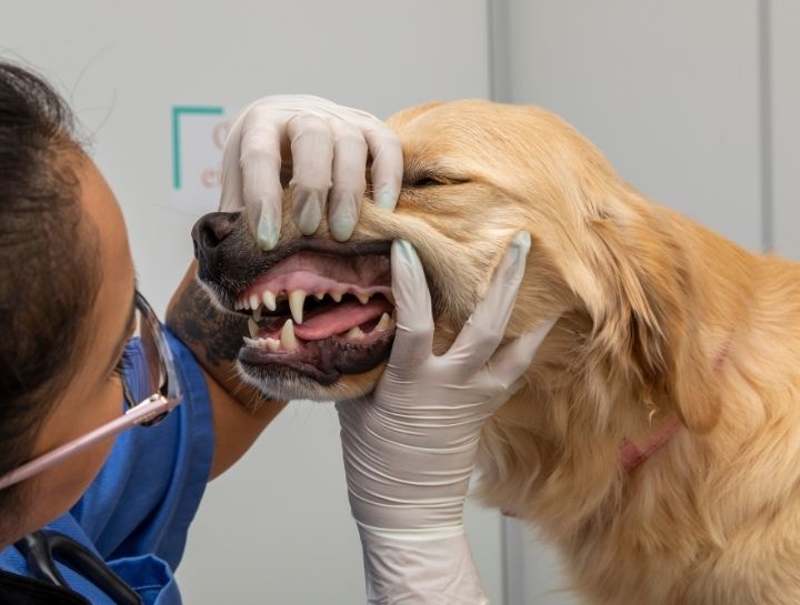 Cleveland Pet Dentist